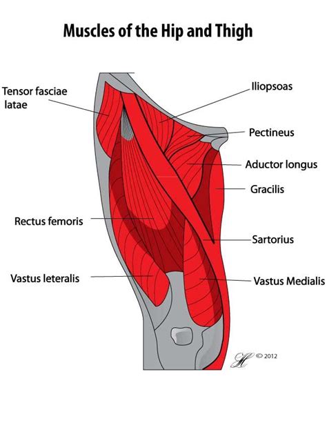 Upper Leg Muscles And Tendons Fibularis Brevis And Fibularis Longus