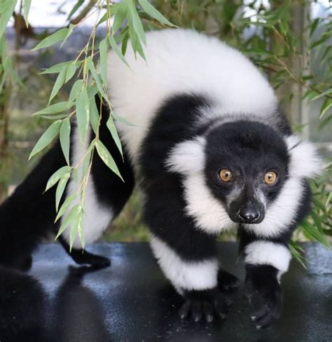 Black And White Ruffed Lemur Cougar Mountain Zoo