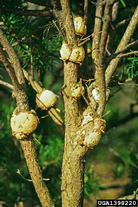 Eastern Pine Gall Rust Cronartium Quercuum