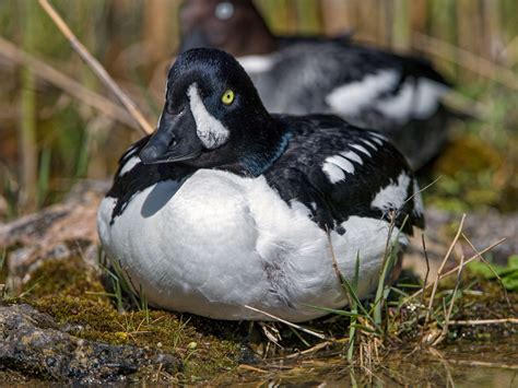 Barrows Goldeneye Audubon Field Guide