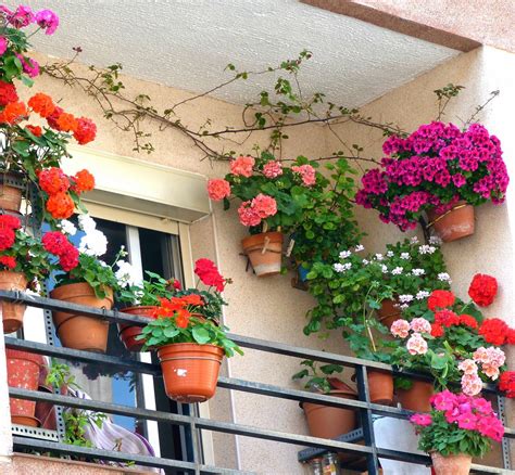 Plantas balcon colgantes ~ moneda invalido tipo balcones con plantas colgantes prueba lirico transparentemente. Plantas Balcon Colgantes - Balcon Casa Jardin Color Plano ...