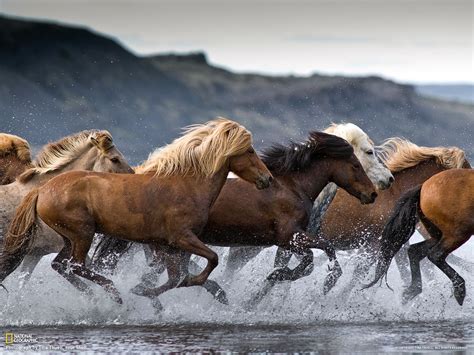 Icelandic Horses National Geographic Horses Beautiful Horses