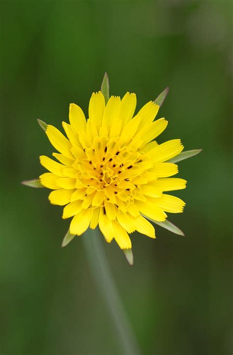 Flower Yellow Meadow Free Photo On Pixabay