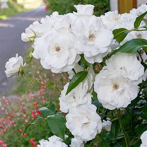Fragrant Shrubs White Flower Farm