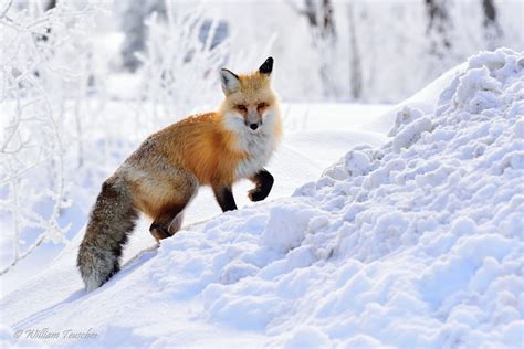 Wallpaper Fox Winter Snow Hd Animals 3479
