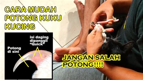 Cara Potong Kuku Kucing Youtube