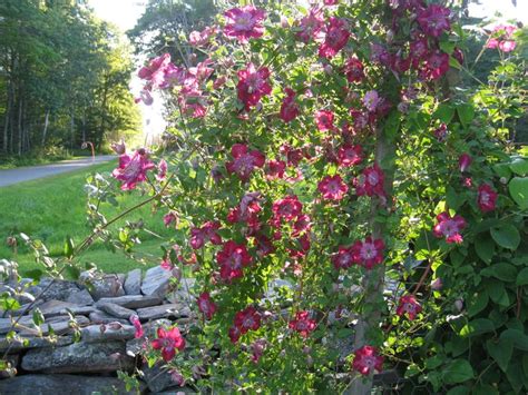 Check spelling or type a new query. Avant-Garde Clematis | Highfields Gardens | Pinterest