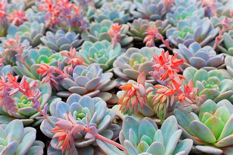 Succulents Outdoor And Gardening Plants