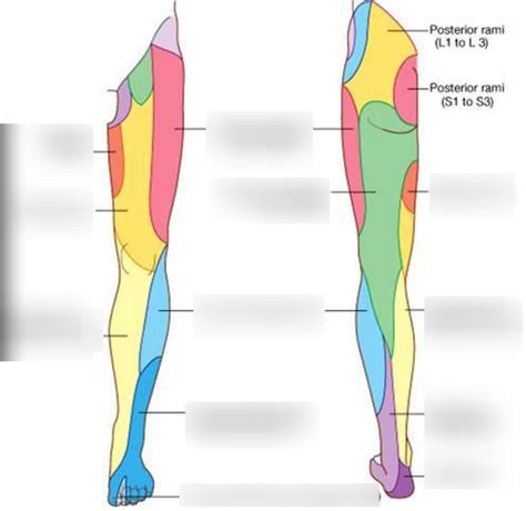 Cutaneous Innervation Of Lower Extremity Diagram Quizlet