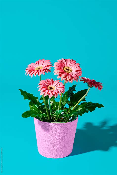 Gerbera Plant With Pink Flowers In A Pink Plant Pot By Stocksy