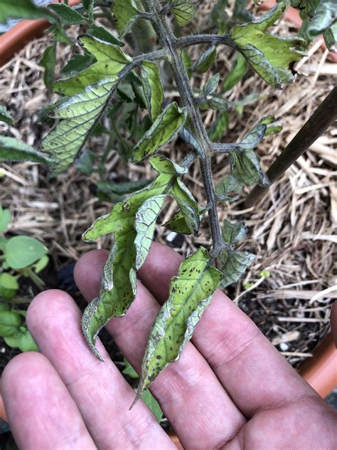 Whats Going On With My Tomato Plant Leaves Black Spots And Curling