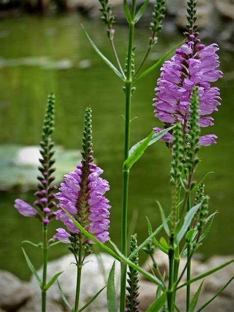 Pondside Obedient Plant Photograph By Mtbobbins Photography Fine Art