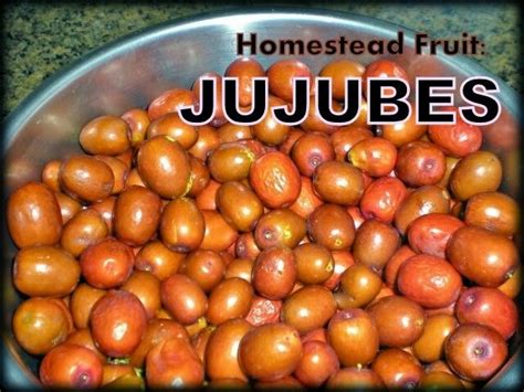 Many Of You Have Never Heard Of Jujubes And Wonder What They Are What