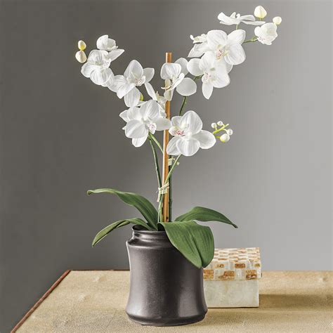 Double Phalaenopsis Orchid White Gumps