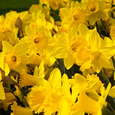 Jumbo Trumpet Daffodil Bulbs Dutch Master Fall Flower Bulbs Eden