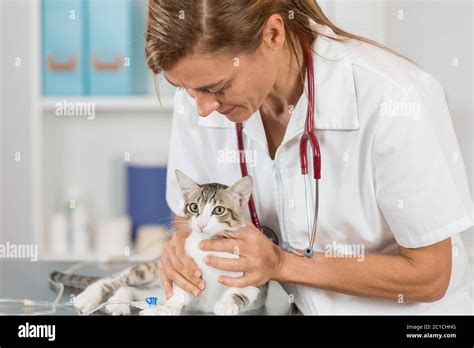 Veterinary Placing A Catheter Via A Cat In The Clinic Stock Photo Alamy
