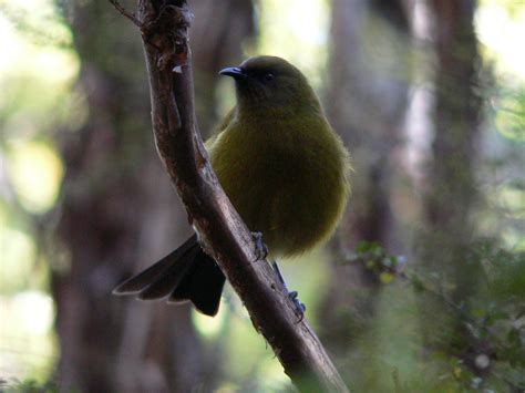 Birds Of New Zealand 1 Free Photo Download Freeimages