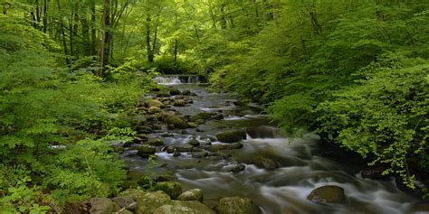 Forest Stream In Summer Photograph By Stephen Vecchiotti Fine Art America