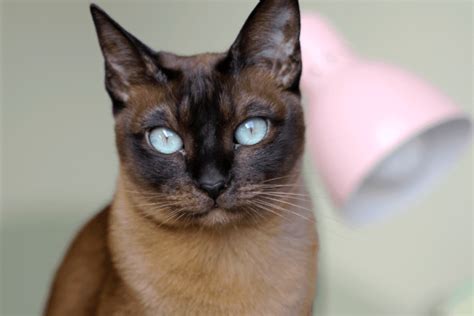 What Is A Tonkinese Cat All To Do With Cats