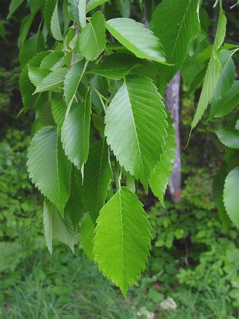 Ulmus Americana American Elm Go Botany