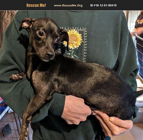 Other similar breeds impart the miniature dachshunds socialization, obedience, and housetraining since their puppy days to help them shape their. ADOPT 18120100419 ~ Dachshund Rescue ~ Thompson Falls, MT