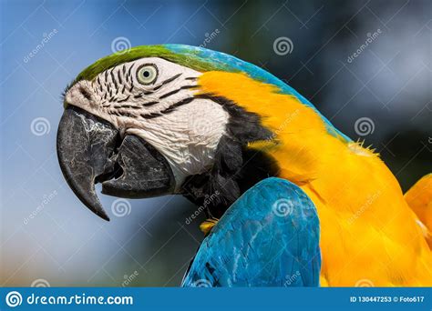 Parrot Colourfull Portrait Stock Image Image Of Animals 130447253