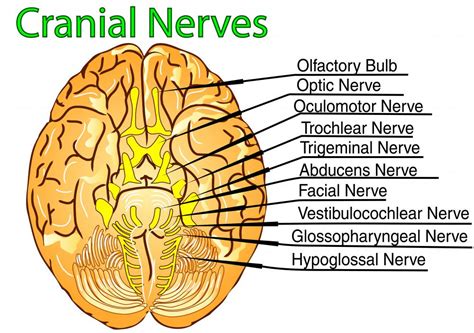 Th Cranial Nerve Anatomy