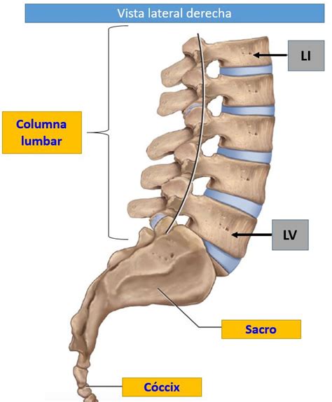 Anatomía De La Columna Lumbar Dolopedia