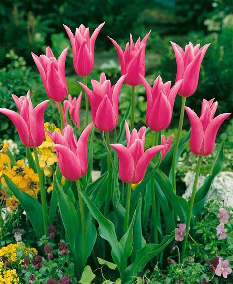Tulipa ´mariette´ Tulipán Bal 5 Ks 12