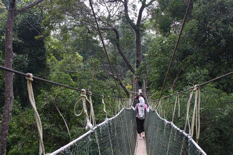 Canopy walkways closing day change from friday to every wednesday. Taman Negara National Park, Malaysia | The Canopy Walkway ...