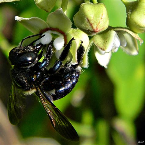 Southern Carpenter Bee Xylocopa Micans ♀ A Female Southe Flickr