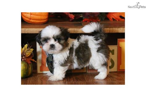 Find shih tzu puppies and breeders in your area and helpful shih tzu information. Gizmo: Shih Tzu puppy for sale near Springfield, Missouri ...