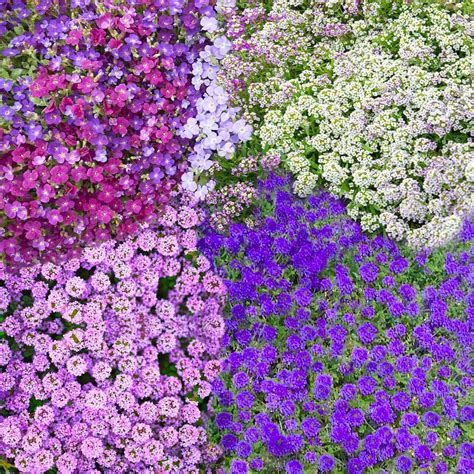 Ground Cover Flowers Ground Cover Plants Perennial Herbs Perennials