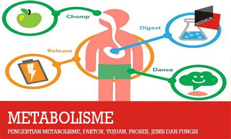 Pengertian Metabolisme Beserta Proses Fungsi Macam Macam Dan Lain Riset