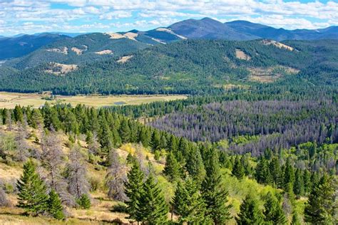 7 Best National Forests In Montana Planetware