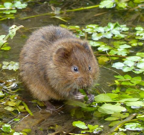 About Water Vole