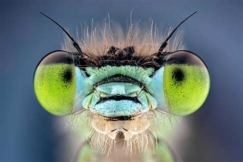 25 Most Beautiful Macro Photography Examples For Your Inspiration And