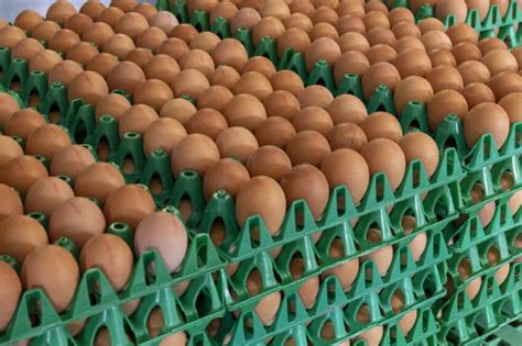 Understanding The Eggs Shell Top Tips Poultry World