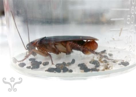 (cantonese, figuratively, neologism, derogatory, specifically) protestor; Let's 探索家中昆蟲 | 居家昆蟲 » 蟑螂