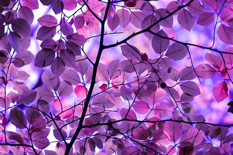 Nature Trees Pink Branch Leaves Digital Art Wallpapers Hd