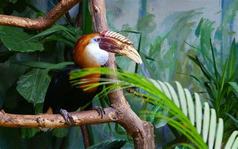 Fotos Gratis Rama Pájaro Fauna Silvestre Zoo Selva Pico Reptil