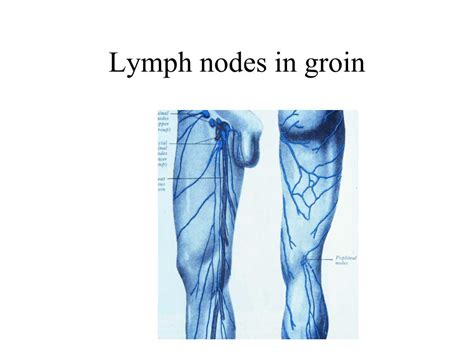 Lymph Glands In Groin Diagram Photos Cantik