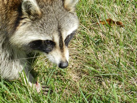 Free Images Nature Animal Wildlife Fauna Face Raccoon