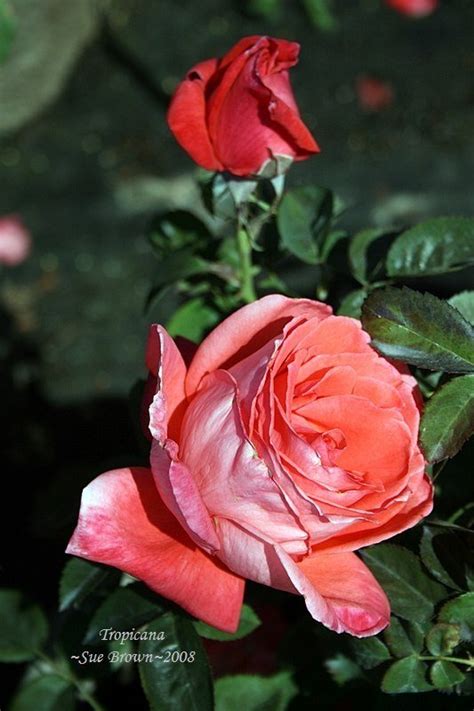 Plantfiles Pictures Hybrid Tea Rose Tropicana Rosa By Alicewho