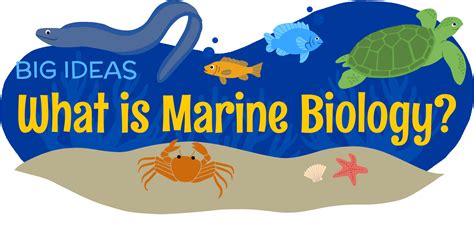 What Is Marine Biology Amnh