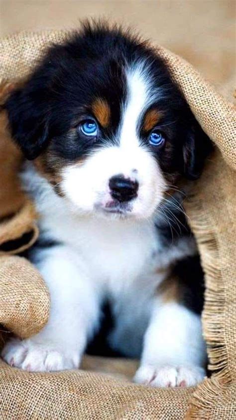 Bernese Mountain Dog Puppy With Blue Eyes Puppy Dog
