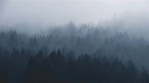 Пин от пользователя Денис Галлямов на доске Wallpapers Туманный лес