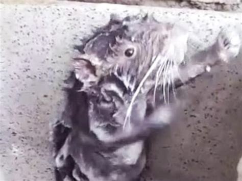 Rat Takes A Soapy Shower Watch The Video The Advertiser