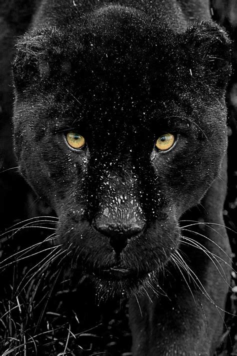 Free Download Panther Black Panthers Cats Black Jaguar Animals