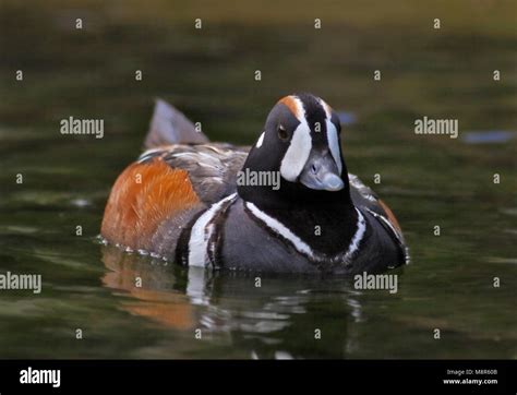 Harlequin Duck Histrionicus Histrionicus Male Stock Photo Alamy